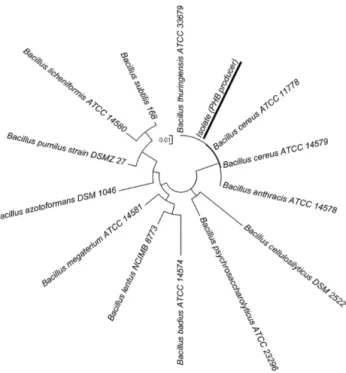 Fig. 2. Phylogenetic tree between the PHA-producing bacterial isolate and the genus Bacillus