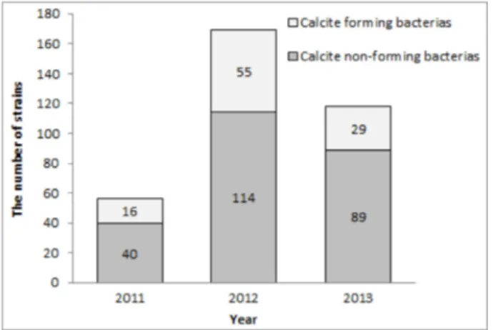 Fig. 1. The number of calcite forming bacteria (CFB) strains from putative CFB strains in each year.