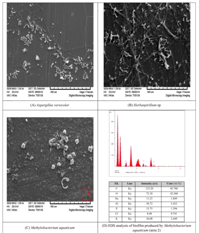 Fig. 2. SEM-EDX analysis of microorganism and biofilm on aluminum surface.
