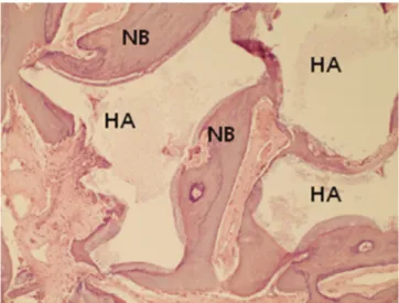Fig. 3. Experimental group after 4 weeks (H-E stain,×100 ).