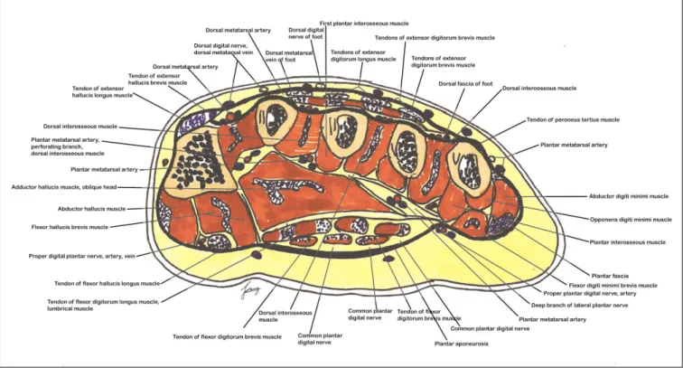 Fig. 6. Cross sectional view through the left metatarsus. 