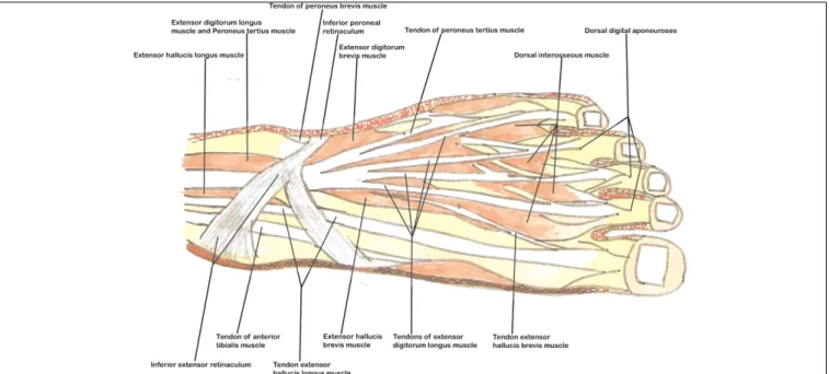 Fig. 7. Muscles and tendons of the dorsum of foot.