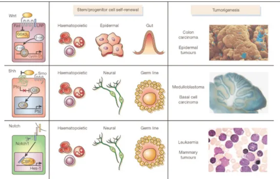 FIg. 1. Signalling pathways that regulate self-renewal mechanisms during normal stem cell development and during transformation 27 .