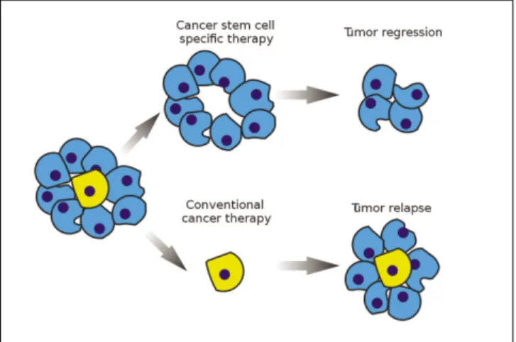 FIg. 3. Stem cell specific and conventional cancer therapie 110 .