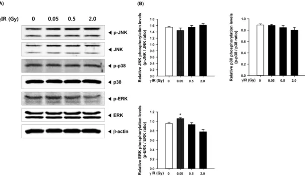 Fig. 3. Effect of low dose of γ-irradiation on phosphorylation of MAPKs in the splenocytes from mice