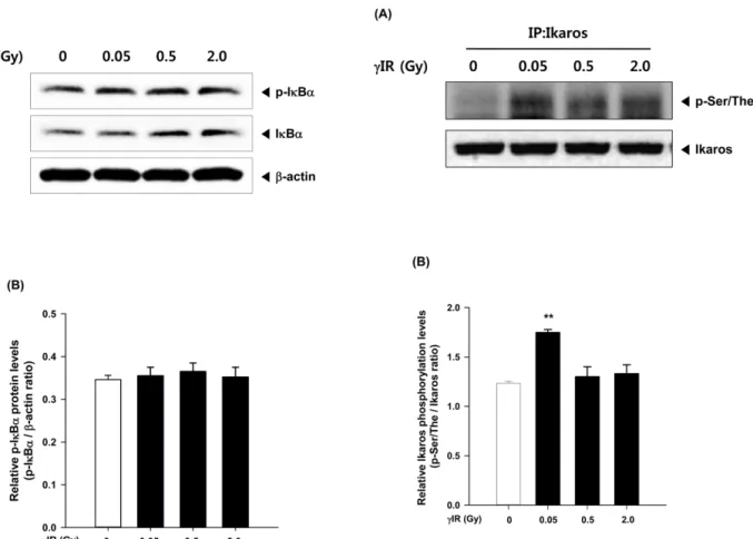 Fig. 4. Effect of low dose of γ-irradiation on NF-κB activation in the splenocytes from mice