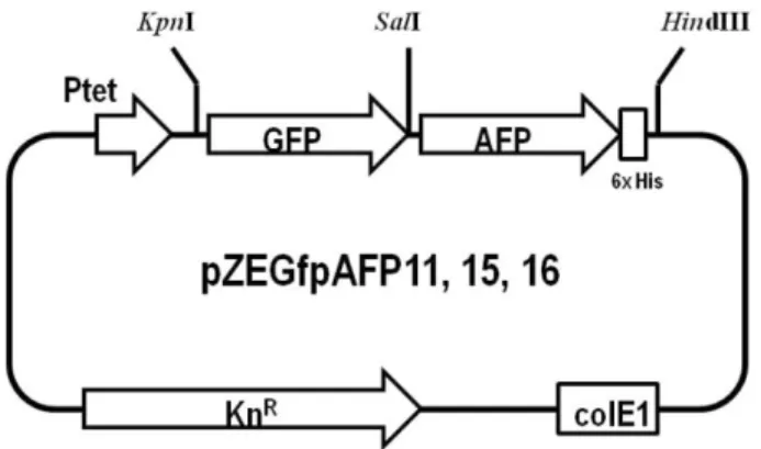Fig. 2. Time profile of (a) cell density and (b) fluorescence of E. coli (pZEGfpAFP16) with various concentration of doxycycline; 0 mM ( ● ), 0.1 mM ( ○ ), 0.5 mM ( ▼ ) and 1 mM ( △ ).