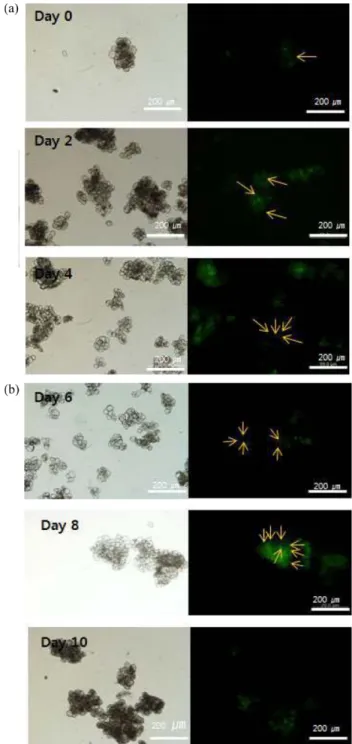 Fig. 6. Effects of SNP concentration on hCTLA4Ig production: ○, control;  ▲, 0.01 mM; ■, 0.1 mM; ◆, 1 mM; ▼, 10 mM.