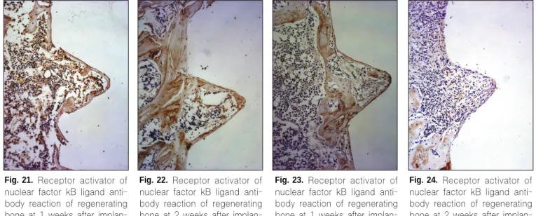 Table 1. Osteoprotegerin (OPG) Expression after Implantation.