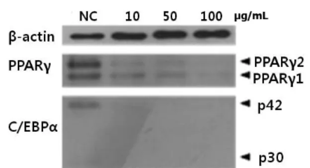 Fig. 3. The effects of Saururus chinensis on the expression of  transcriptional factors and adipocyte-specific genes