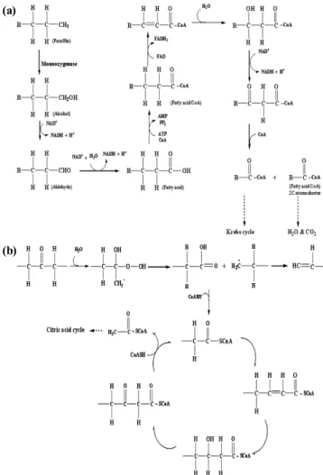 Fig. 2. Paraffin biodegradation mechanism (a) and proposed  biodegradation mechanism of PE (b) [35].