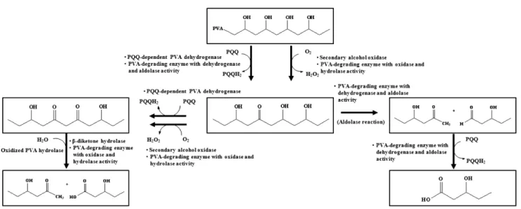 Fig. 6. Proposed mechanism for PVA degradation by various enzymes [29].