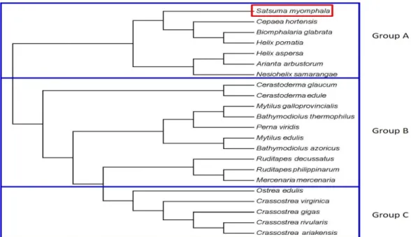 Fig.  4.  Multiple  sequence  alignment  result  of  S.  myomphala  and  23  MT  protein  reference  sequences