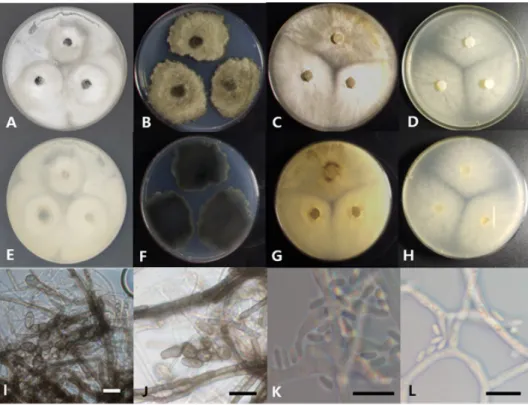 Fig. 1. Cultural and morphological characteristics of two endophytic fungal strains. Colonies of  Neofusicoccum mangiferae 19E448 grown for 7 days on potato dextrose agar (PDA; A, E) and malt  extract agar (MEA; B, F), conidia (I, J); Colonies of Thyronect