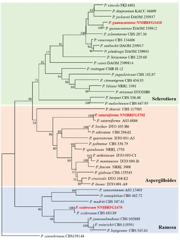 Fig. 1.  Phylogenetic analysis using the neighbor-joining method based on internal transcribed spacer (ITS) region, ß-tubulin and calmodulin gene sequences of  three Penicillium species