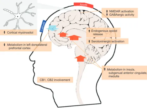 Fig. 1.  Summary of neurophysiological  mechanisms of transcranial direct current  stimulation