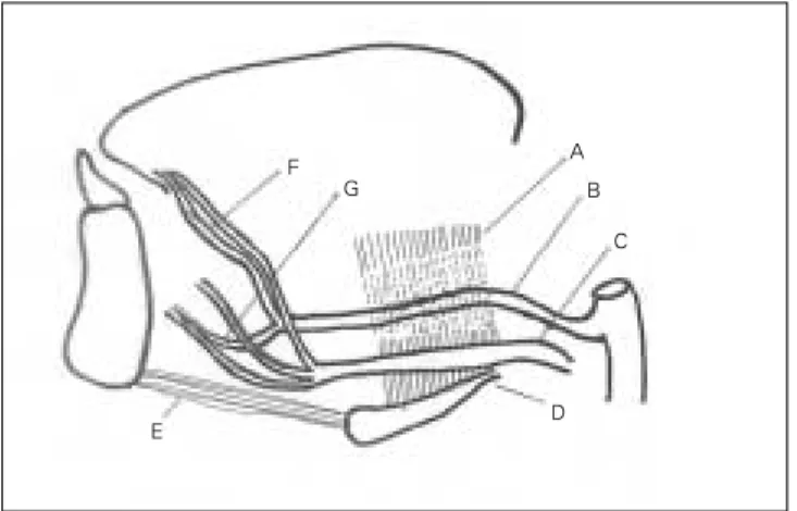 Fig. 6. Anatomical  schema  of  sublingual  region.