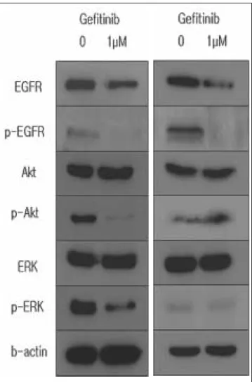 Fig. 3. Histogram of cell cycle distribution. SCC-9 cells were examined significant G1 arrest with gefitinib in contrast with KB cells.