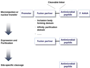 Fig. 4. Production of antimicrobial peptides based on fusion protein  strategy. 3.2.2
