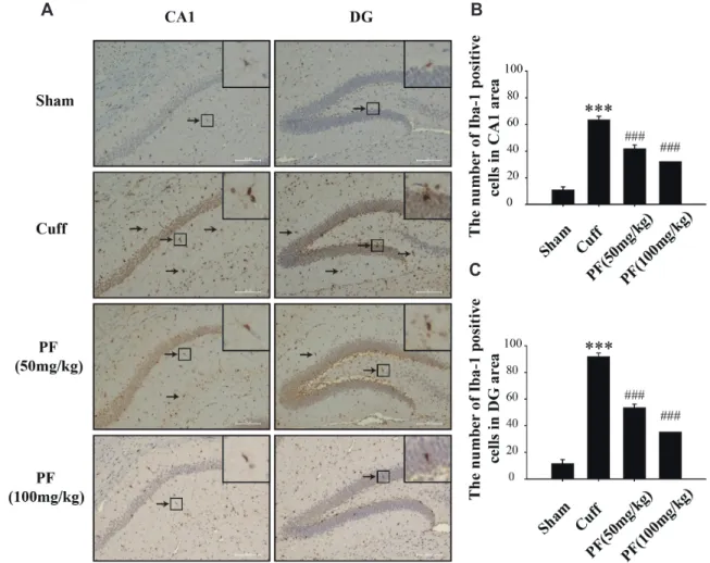 Fig. 5. PF treatment suppressed overactivation of microglia in the CA1 and DG induced by Cuff