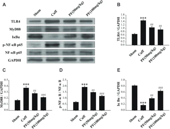 Fig. 6. PF inhibits the increase in expression of TLR4/NF- B pathway induced by Cuff
