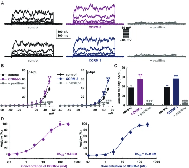 Fig. 1. Effects of carbon monoxide (CO) on large-conductance Ca 2+ -activated K + currents of HCFs