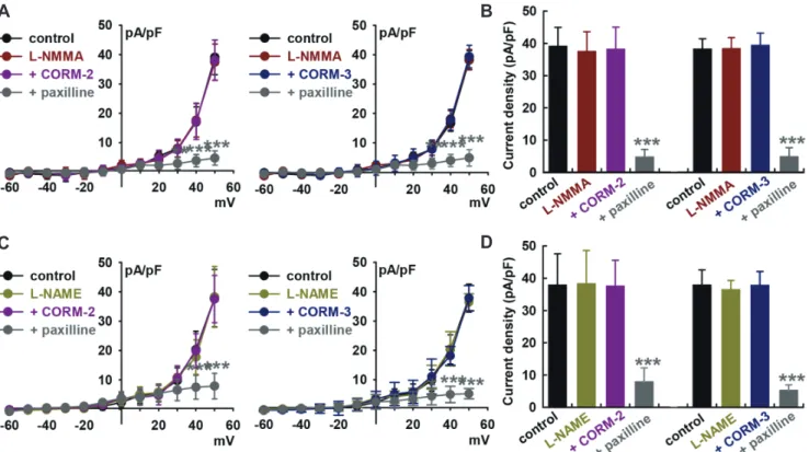 Fig. 2. Effect of nitric oxide synthase (NOS) blockers on CO-releasing molecule (CORM)-induced IBK activation