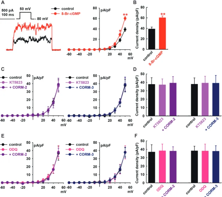 Fig. 3. Effect of cGMP signaling pathways on carbon monoxide (CO)-induced IBK activation in human cardiac fibroblasts (HCFs)
