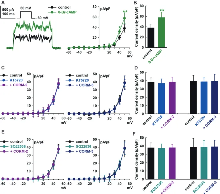 Fig. 4. Effect of the cAMP signaling pathway on the carbon monoxide (CO)-induced IBK activation of human cardiac fibroblasts (HCFs)