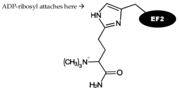 Fig. 1. Diphthamide histidine residue of EF-2.