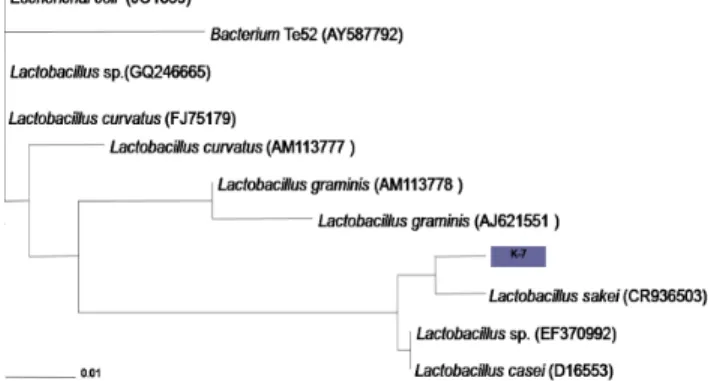 Fig. 2. Phylogenetic analysis of the isolate, K-7 and realted bacteria  of the Lactobacillus group based on 16S rRNA gene sequence  comparisons
