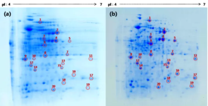 Fig. 2. Two dimensional gel electrophoresis of crude protein extracts  of B. subtilis MORI and B