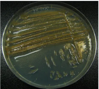 Fig. 1. Agar degrading activity of the isolated bacterium mbrc-1 on  a marine broth 2216 agar medium.