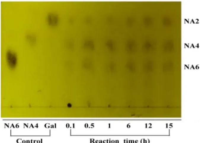 Fig. 5. Heat stability of agarase activity. The enzyme solution was  pre-incubated at 25, 35, 45, 55 or 65℃ for 0, 30, 60, 90 or 120 min