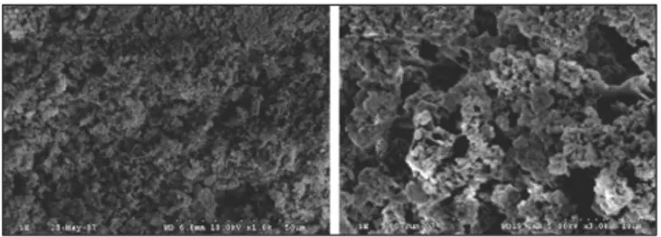 Fig. 1 shows scanning electron micrographs of the gelatin-HA nanocomposite, which have an irregular pore of scaffold