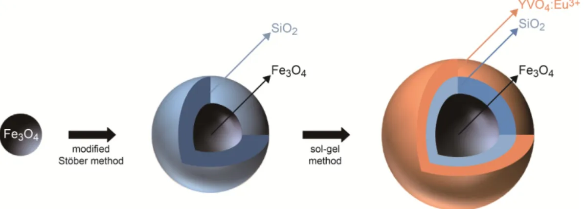 Fig. 1. The schematic illustration of synthesis process for Fe 3 O 4 /SiO 2 /YVO 4 :Eu 3+  multifunctional core/shell nanoparticle.