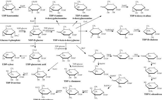 Fig. 2. Biosynthetic pathway of several deoxysugars.