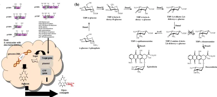 Fig. 3. (a). Formation of glycosylated derivatives by combinatorial biosynthesis using deoxysugar biosynthetic genes