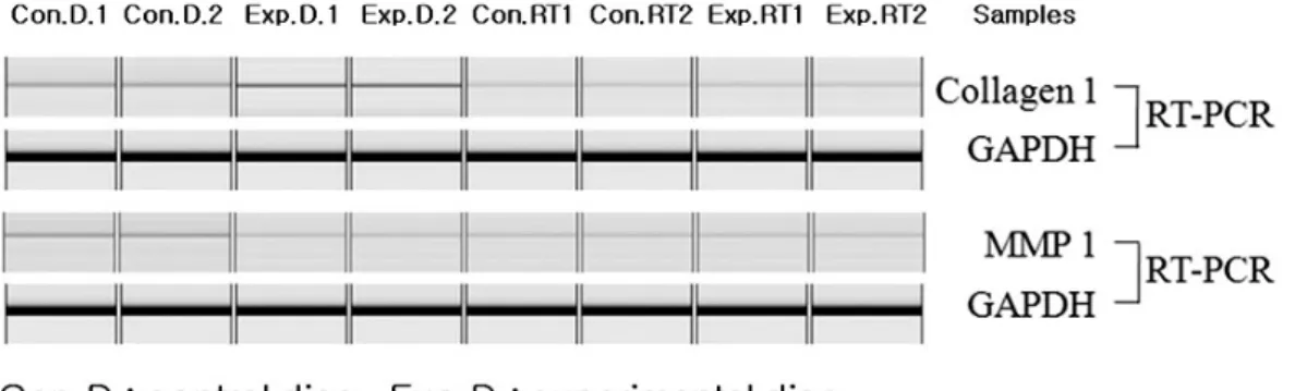 Fig. 6. Articular disk of experimental group (×200, MT)