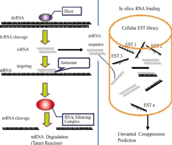 Fig. 1. An overview of RNA interference (RNAi) mechanism. Double-  stranded RNA directs the cleavage of mRNA at 21 to 23 nt by a  dicer and which also affects unwanted cosuppression of other proteins