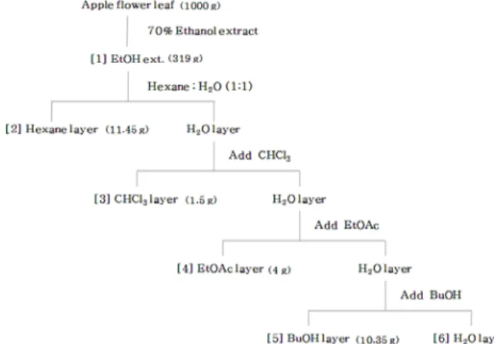 Fig. 1. Extraction and fraction procedure of apple flower.