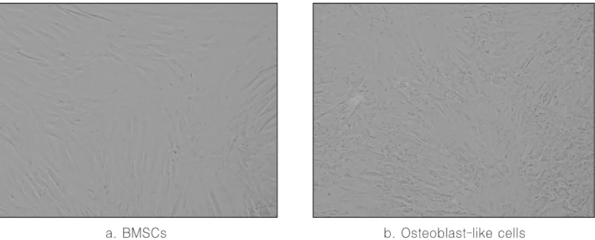 Fig. 1. Phase-contrast microphotographs of Bone marrow derived MSCs (BMSCs) (a) osteoblast-like cells (b) at 1st week.