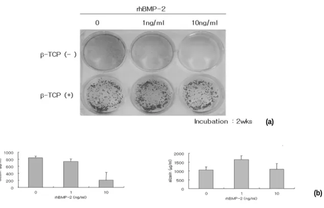 Fig. 3 Pictures  of  alizarin  red  stained  MSCs  which  were  treated  with  different  concentrations  of  rhBMP-2  (a)