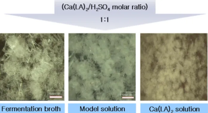 Table 2. Step and overall yield in model solution and fermentation broth Sample Organic acid