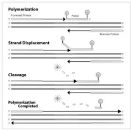 Fig. 1. Single nucleotide polymorphism (SNP). Fig. 2. Schematic  representation  of  TaqMan  assay