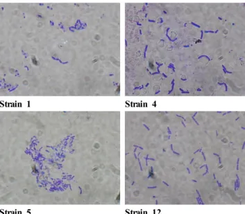 Table 1. Characteristics of carbohydrate utilization for the isolated  strains (strain 1, 4, 5 and 12) from Chungkukjang