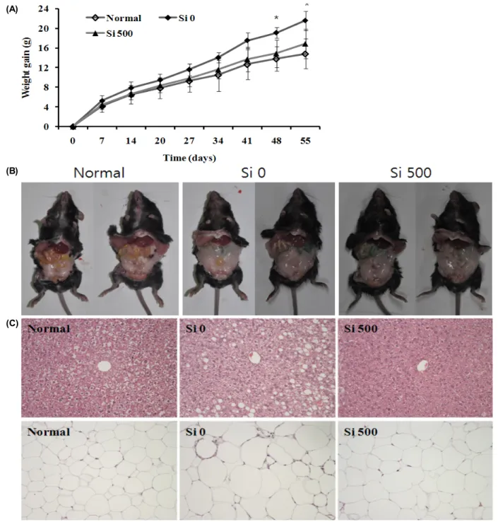 Fig. 1. The effects of silybin on weight gain and body fat size in mice fed a high fat diet