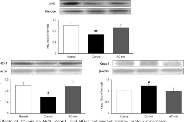 Fig. 3. Effects of AC-mix on Nrf2, Keap1, and HO-1 antioxidant related protein expression.