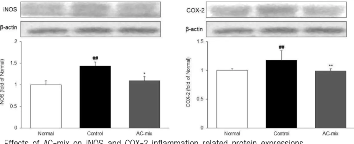 Fig. 5. Effects of AC-mix on iNOS and COX-2 inflammation related protein expressions.