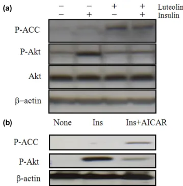 Fig 3. The effect of luteolin on insulin-stimulated Akt phosphorylation. 